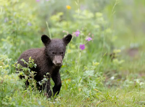 Summer Shower thumbnail