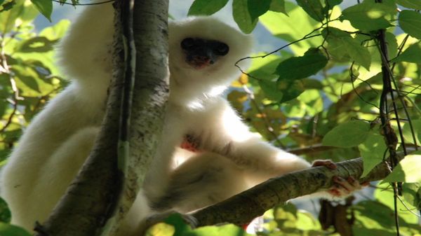 Preview thumbnail for Lemur Biology in the Axis of Evil: A Schistosomiasis Love Story in 10 Easy Lessons