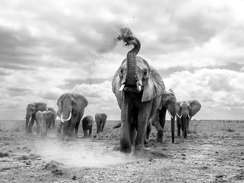 OPENER - Each day, elephants roam the dry riverbed in Amboseli National Park in search of water and food.