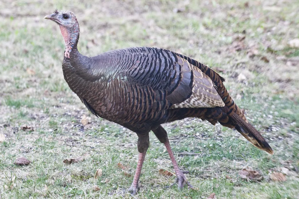 Wild turkey