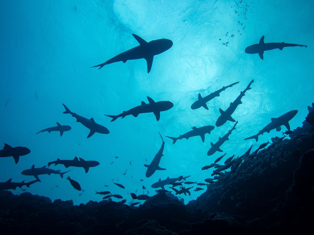 Silhouettes of sharks as seen from below underwater