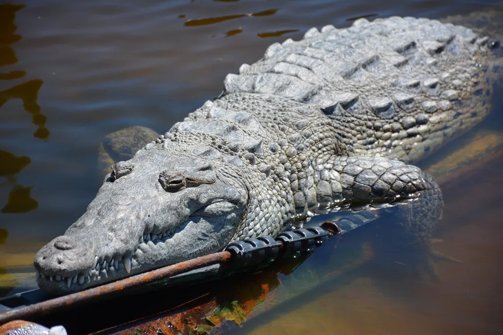 Crocodile in water
