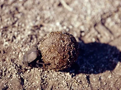 A dung beetle rolls its meal in Kgalagadi Transfrontier Park in South Africa. 