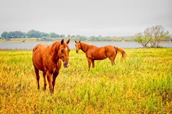 Guajillo Ranch Horses thumbnail