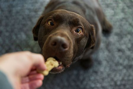 Good dogs often gets treats as rewards. A new experiment shows that dogs who get fed, when given the chance to reciprocate, usually won’t pay their owners back with food.