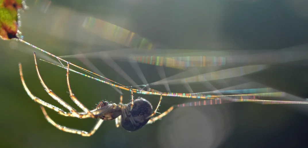 An orb weaver spider walks upside-down on its web.
