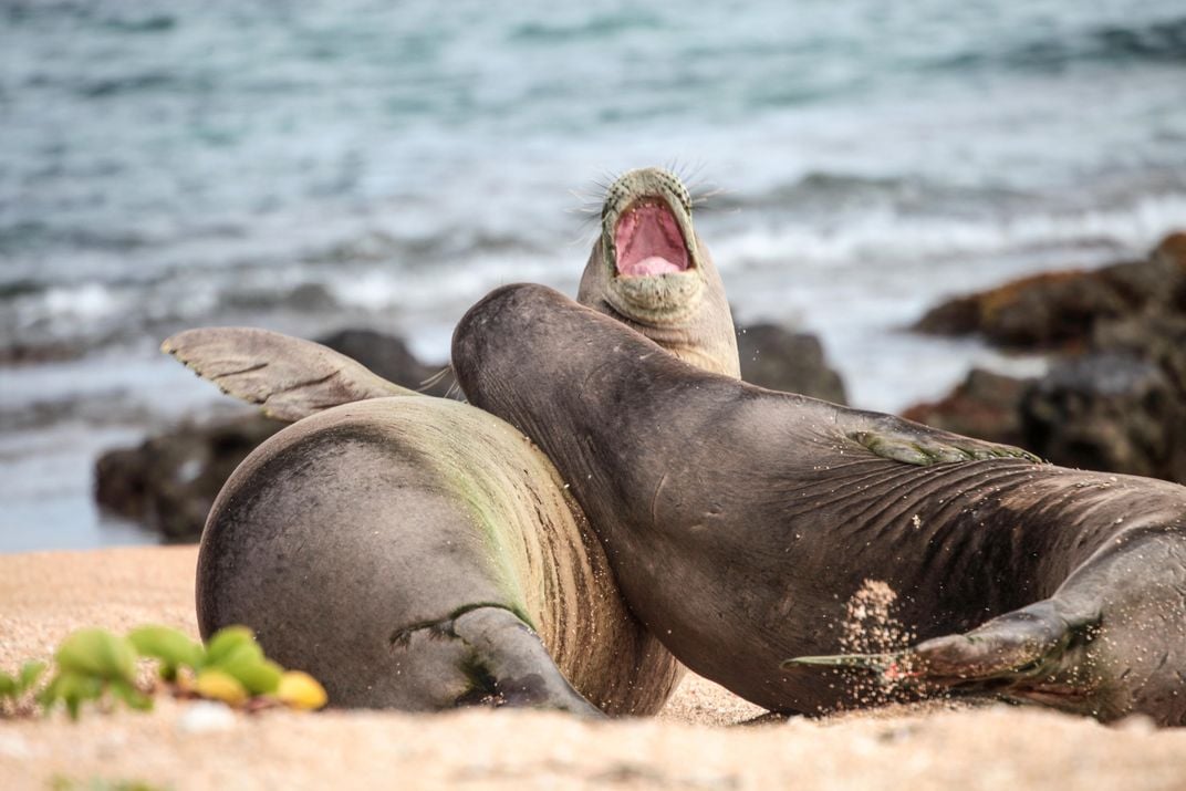 Why Rare Hawaiian Monk Seals Are Lining Up to Get Their Shots