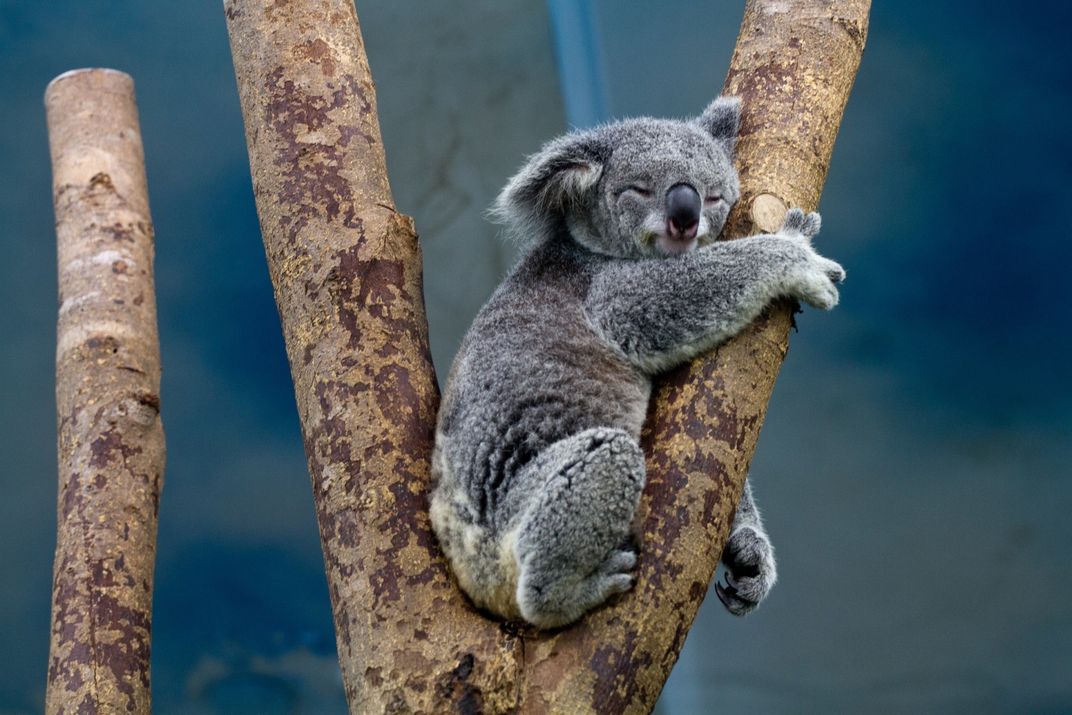 Koalas Use Ancient Viral DNA to Neutralize New Invaders