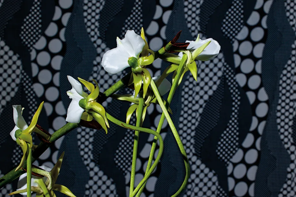 Orchid