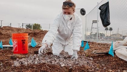 Can Scientists Harness the Magic of Mushrooms to Clean Up Polluted Landscapes?