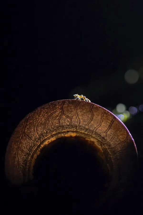 Edge of the Copper Moon thumbnail