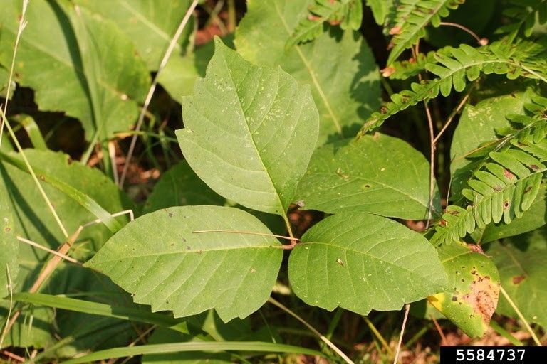 A green plant.