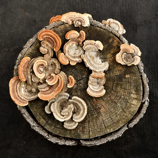 Lichen on a log section. thumbnail