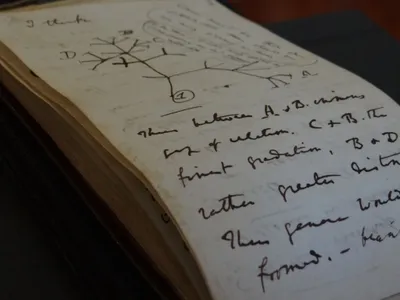 A page from Darwin&#39;s 1837 notebook showing the Tree of Life sketch.