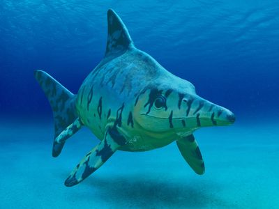Ichthyosaurs (Greek for "fish lizard") were large marine reptiles that lived alongside the dinosaurs during most of the Mesozoic era. 