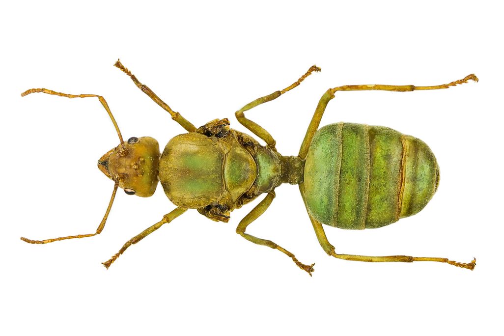 Queen Ant