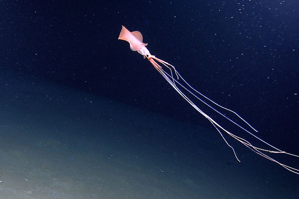 Deepest Known Squid
