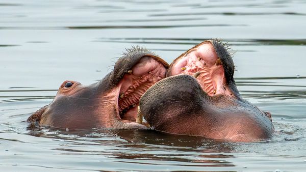 Young hippos at play thumbnail