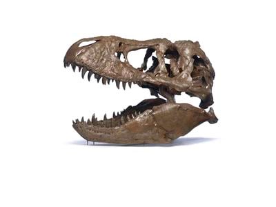 On Jan. 16, the National Museum of Natural History unveiled “Tyrannosaurus rex: Say Hello to the Nation’s T. rex!” which features the cast of a T. rex skull 