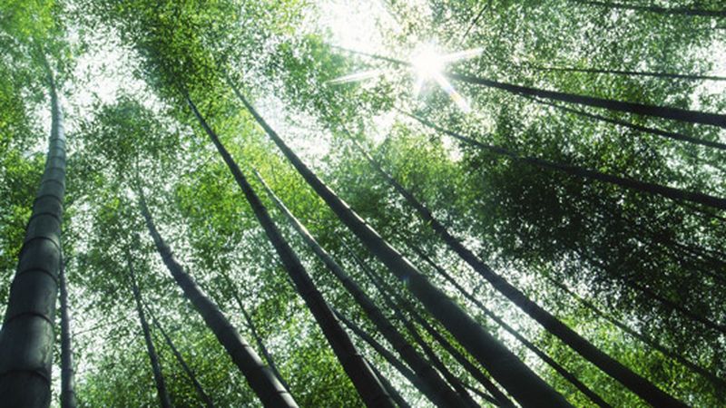Bamboo Steps Up, Science