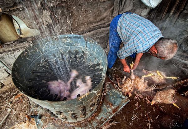 Plucking the Day thumbnail