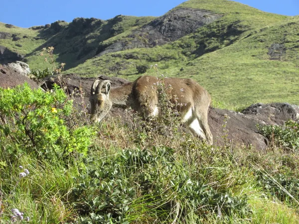 Nilgiri Tahr thumbnail