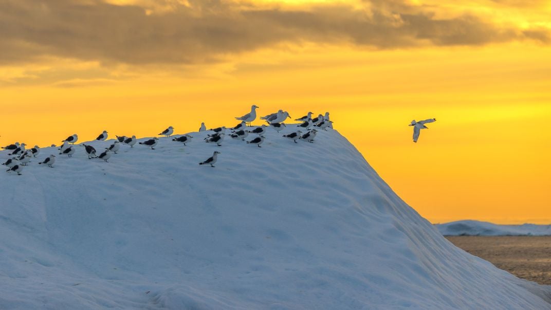 8 - Did this flock miss the memo about flying south for the winter? Atop an iceberg, these gulls brave the snow and enjoy the view.