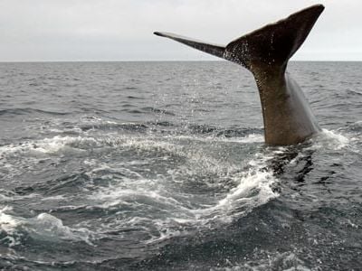 A sperm whale dives deep in Trinity Bay off the coast of Newfoundland, Canada