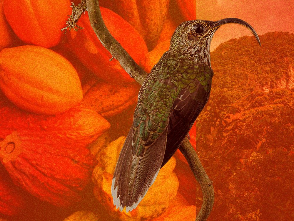 Making Bird Friendly cocoa
