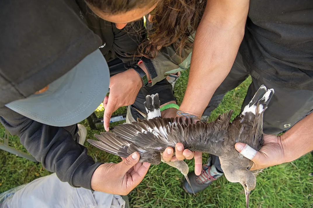 Researchers study a Hudsonian godwit's molting
