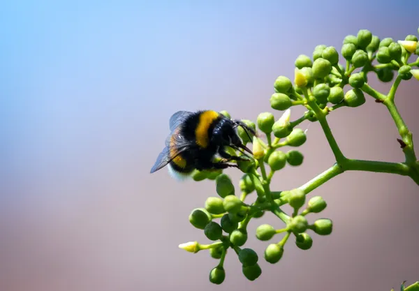 When the World Speaks in Hums thumbnail