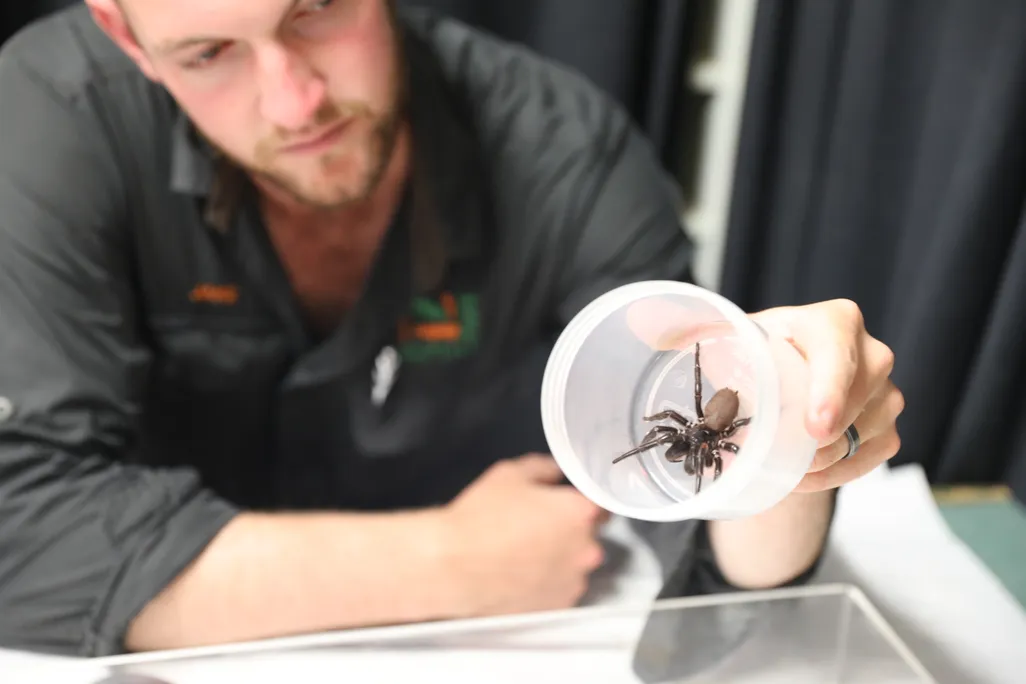 A man holding a plastic cup with a large, dark spider inside