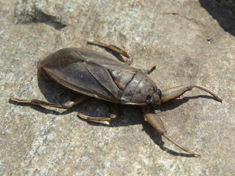 Giant water bug Smithsonian Photo Contest Smithsonian Magazine