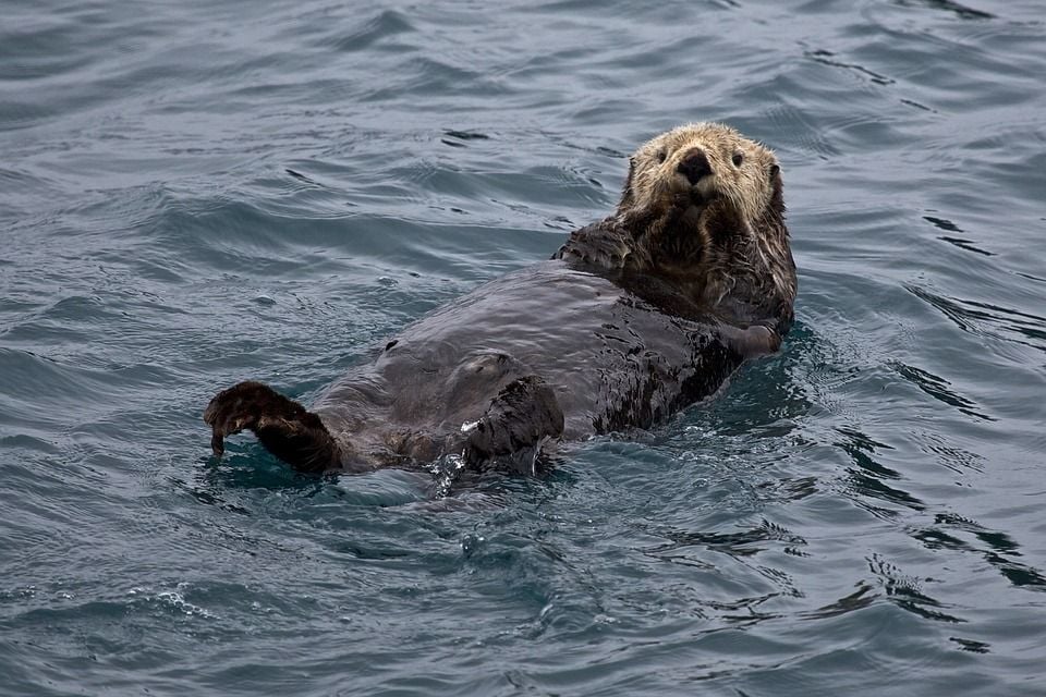 Four Incredible Facts About Sea Otters | Smart News| Smithsonian Magazine