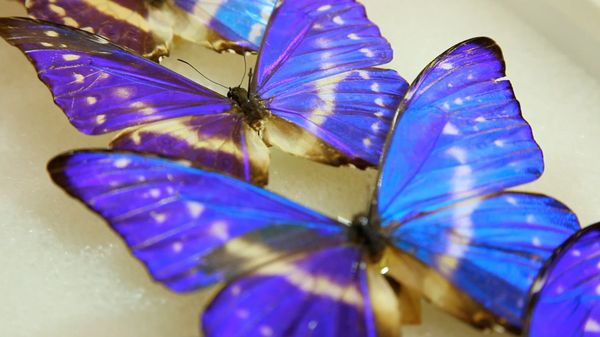 Preview thumbnail for How Butterfly Wings Inspire Innovation