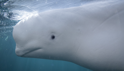 Belugas Can Recognize Themselves in Mirrors, Joining a Short List of Nonhuman Species That Show Signs of Self-Awareness