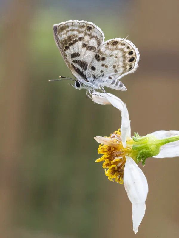 A butterfly on the flower thumbnail