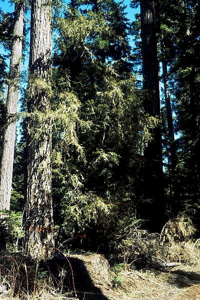 Pacific Yew Tree in the woods. 