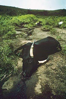 Cattle suffocated by carbon dioxide from Lake Nyos