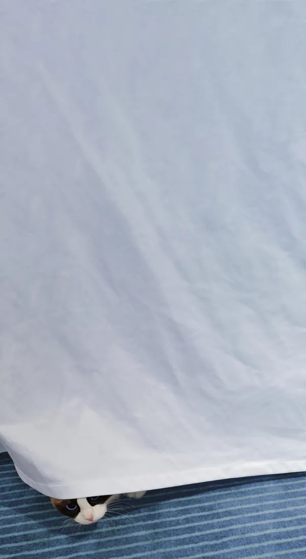 hide-and-seek thumbnail