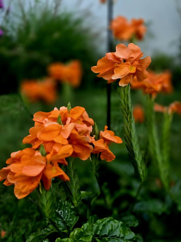 Crossandra at dusk thumbnail