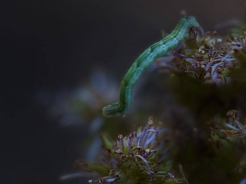 An inch worm inching along | Smithsonian Photo Contest | Smithsonian ...