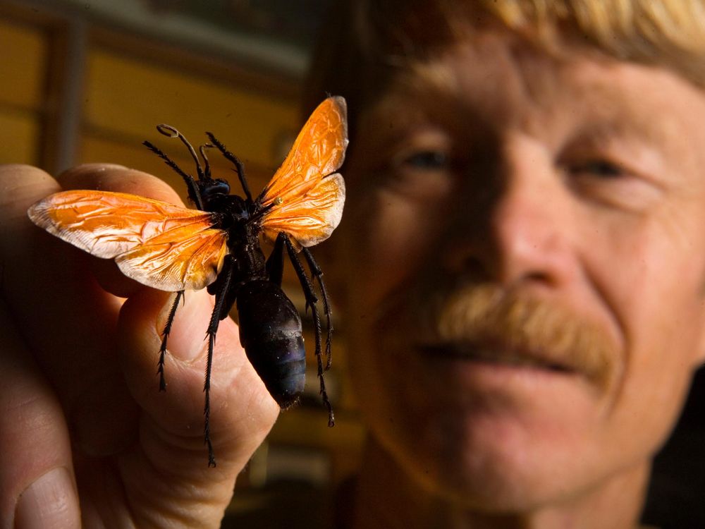 This Guy Got Himself Stung 1,000 Times For Science—Here’s What He Learned