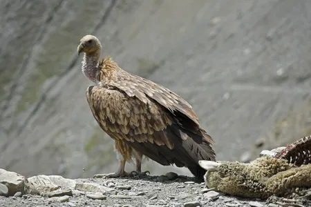 Vultures clean up carcasses quickly, preventing bacteria and pathogens from proliferating.&nbsp;

