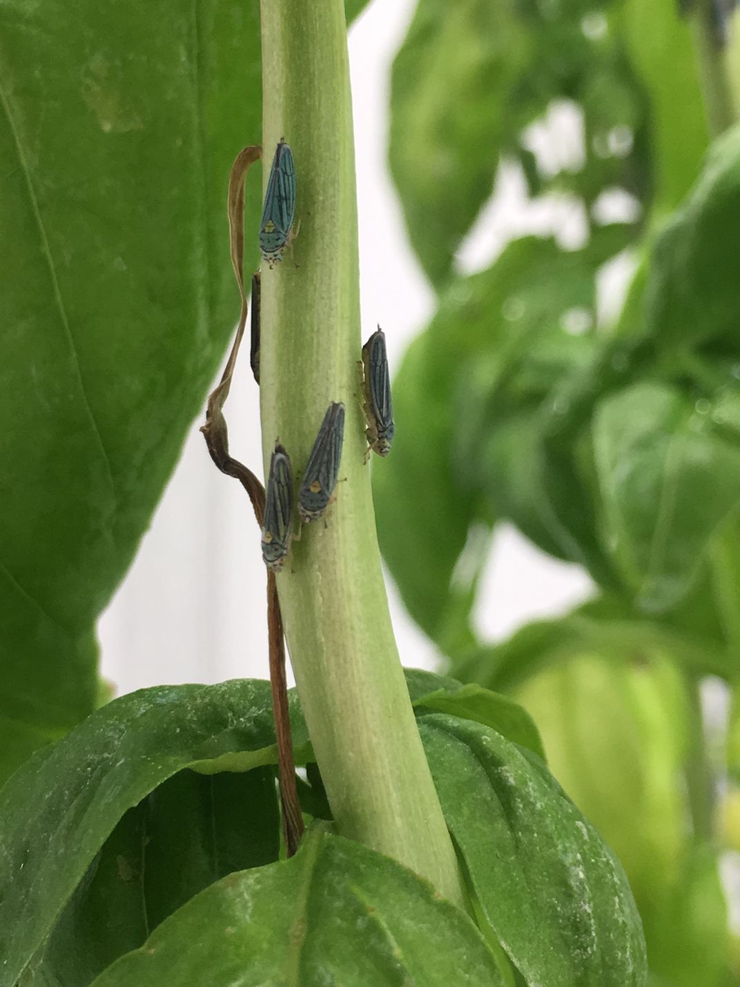 Small bugs on green plant