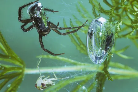 A diving bell spider with a captured bug under the water
