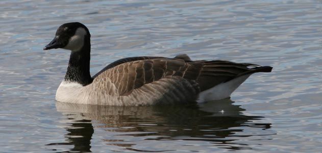 Aleutian cackling goose