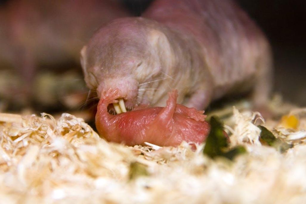 Naked Mole-Rat