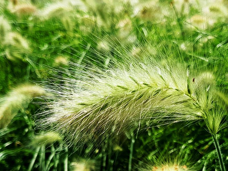 Macro of a cereal grass plant. Smithsonian Photo Contest