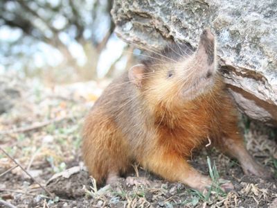 It looks like a rodent of unusual size, but the solenodon—a creature that has outlived the dinosaurs—is more closely related to moles and shrews.